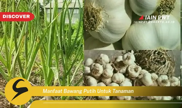 manfaat bawang putih untuk tanaman