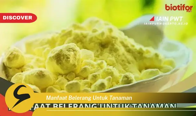 manfaat belerang untuk tanaman