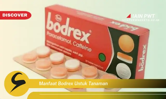 manfaat bodrex untuk tanaman