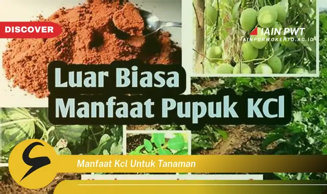 manfaat kcl untuk tanaman