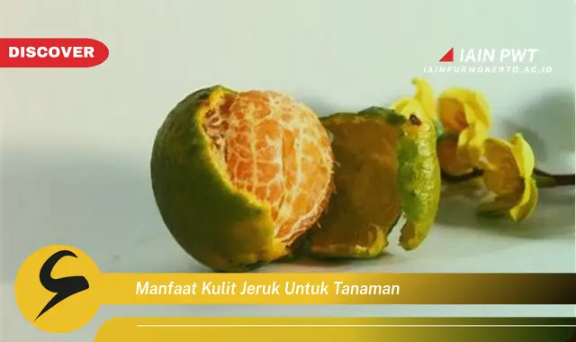 manfaat kulit jeruk untuk tanaman