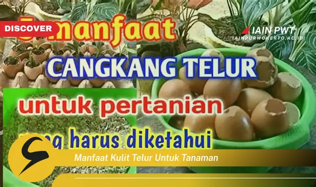 manfaat kulit telur untuk tanaman