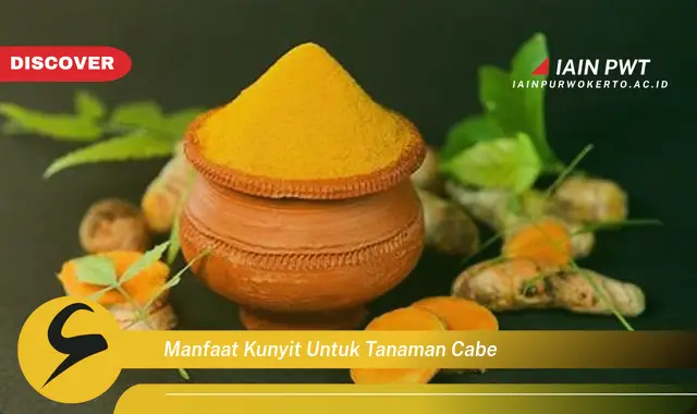 manfaat kunyit untuk tanaman cabe