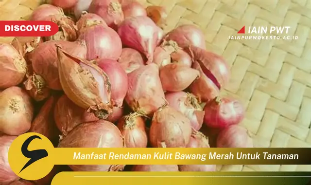 manfaat rendaman kulit bawang merah untuk tanaman