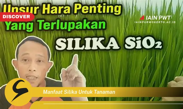 manfaat silika untuk tanaman