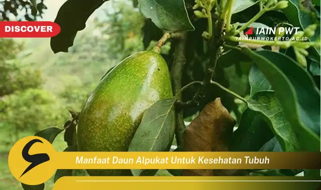 manfaat daun alpukat untuk kesehatan tubuh