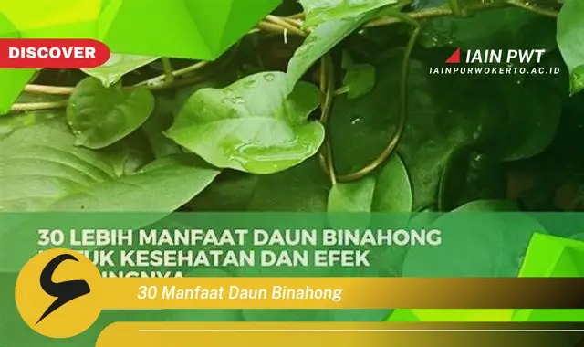 30 manfaat daun binahong