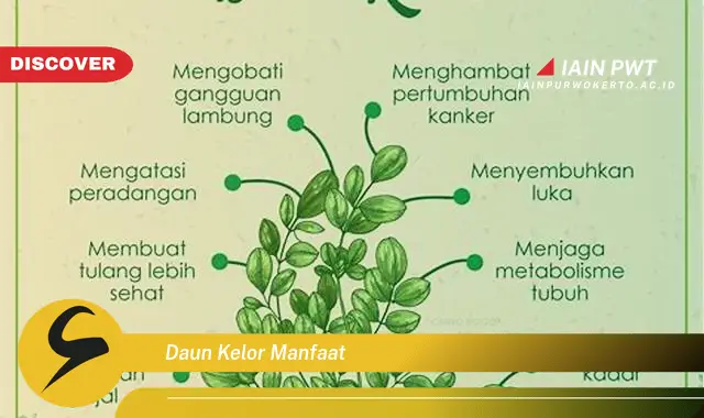 daun kelor manfaat