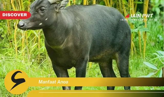 manfaat anoa