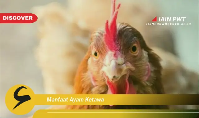 manfaat ayam ketawa