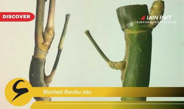 manfaat bambu jalu