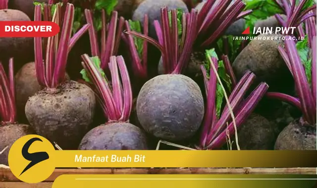 manfaat buah bit