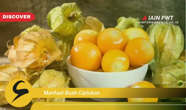 manfaat buah ciplukan