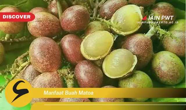 manfaat buah matoa