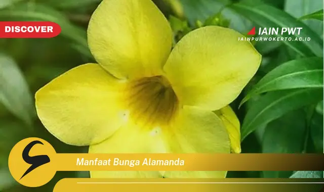 manfaat bunga alamanda