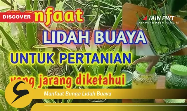 manfaat bunga lidah buaya