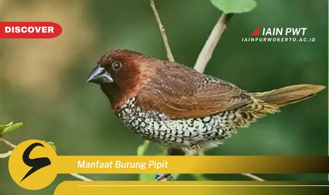 manfaat burung pipit