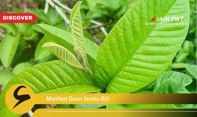 manfaat daun jambu biji