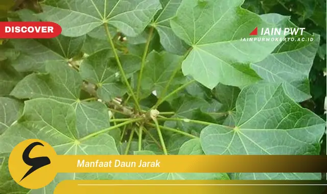 manfaat daun jarak