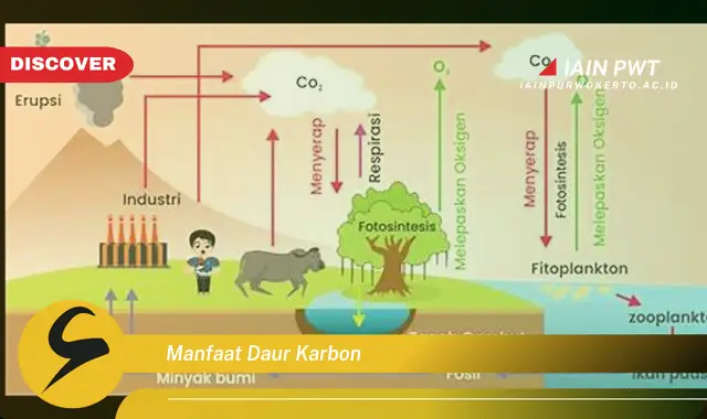 manfaat daur karbon