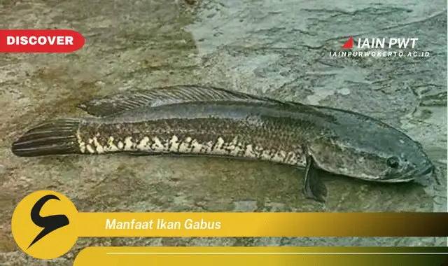 manfaat ikan gabus