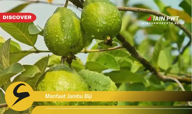 manfaat jambu biji