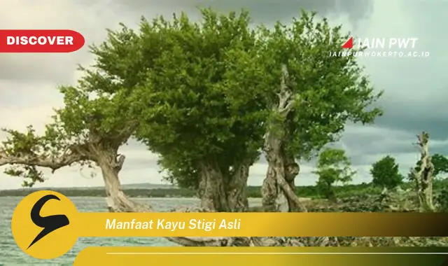 manfaat kayu stigi asli