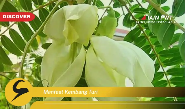 manfaat kembang turi