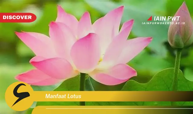 manfaat lotus