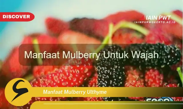 manfaat mulberry ulthyme