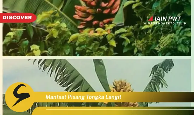 manfaat pisang tongka langit