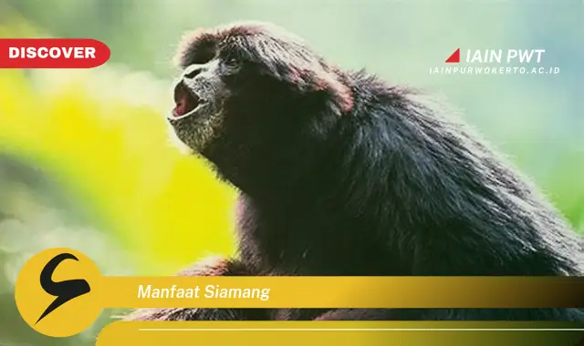 manfaat siamang