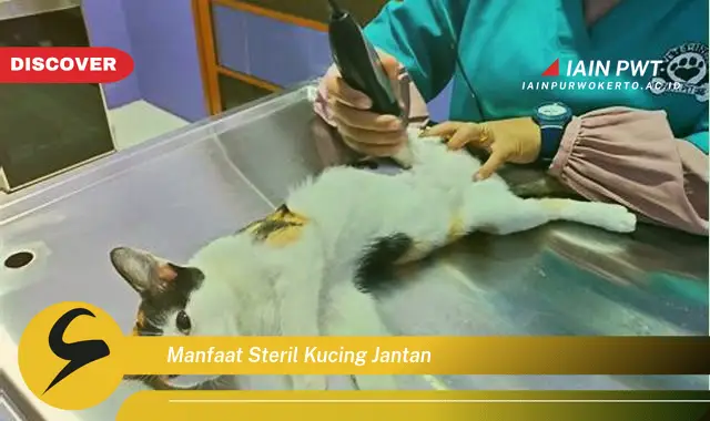 manfaat steril kucing jantan