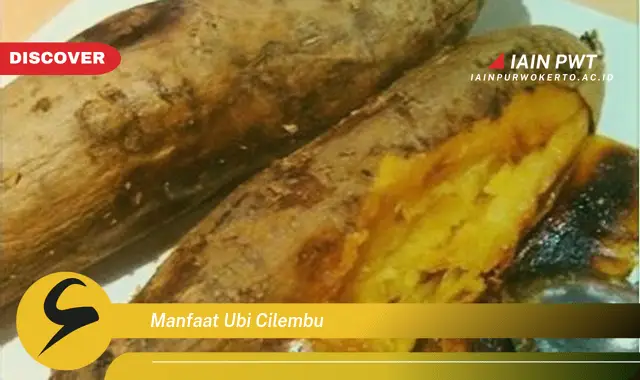 manfaat ubi cilembu